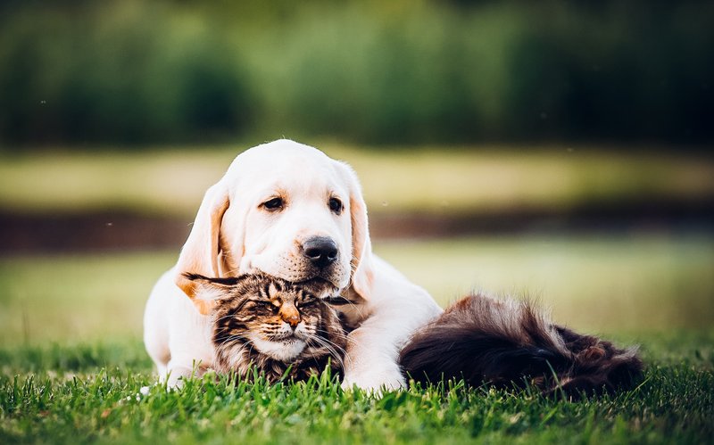 PetPlanet – Where Tails Wag and Whiskers Wiggle